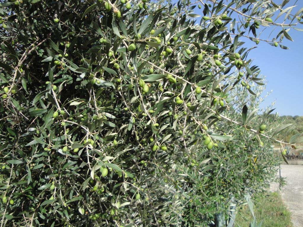 Il Poggio Del Cilento Country House Agropoli Exterior foto
